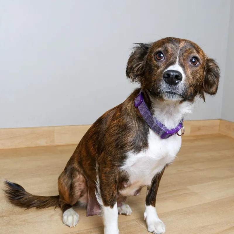An adult small-sized female Brindle Spaniel dog named Sharona D for adoption in Minnetonka, MN