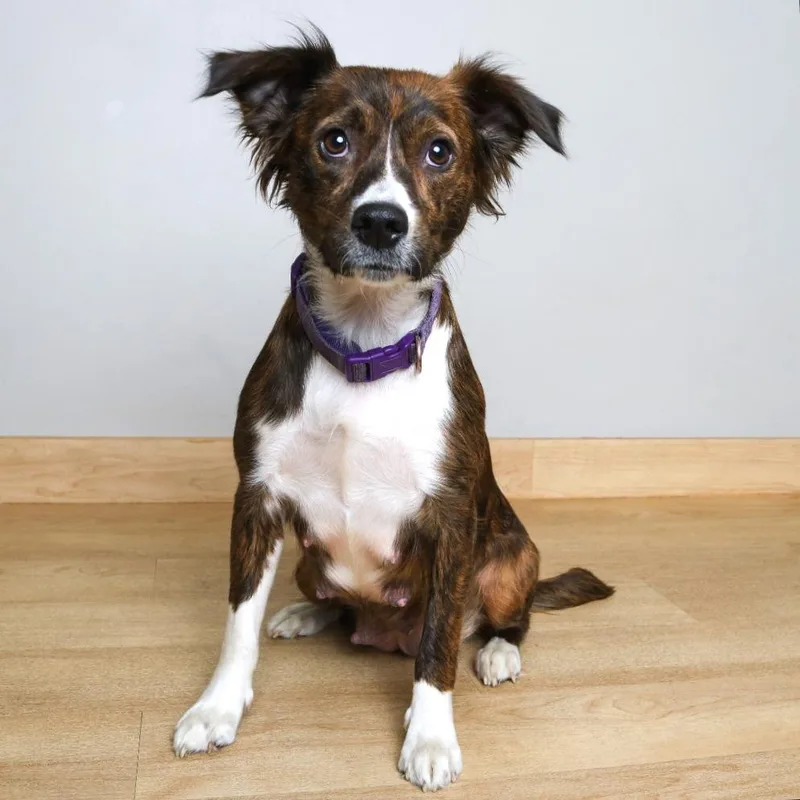 Sharona D thumbnail 3