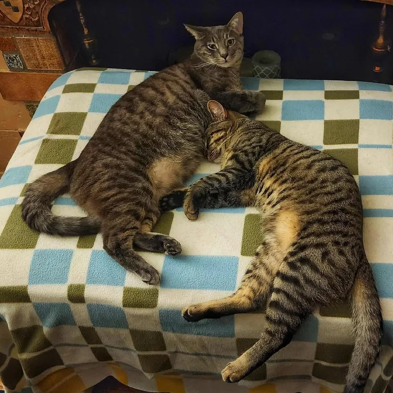 An adult small-sized male Gray / Blue / Silver Domestic Short Hair cat named Top Banana for adoption in Los Angeles, CA