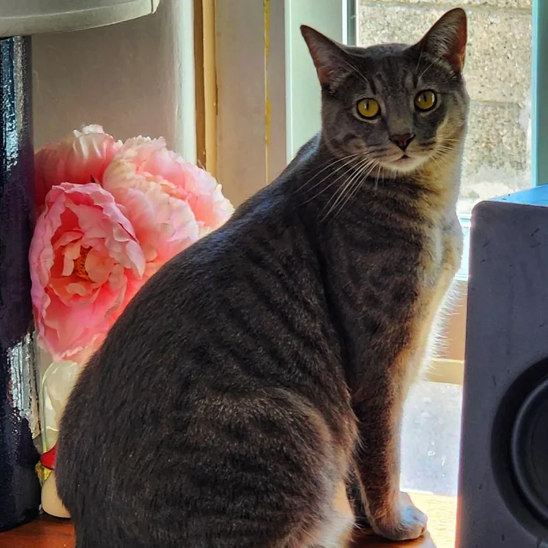 Top Banana thumbnail 2