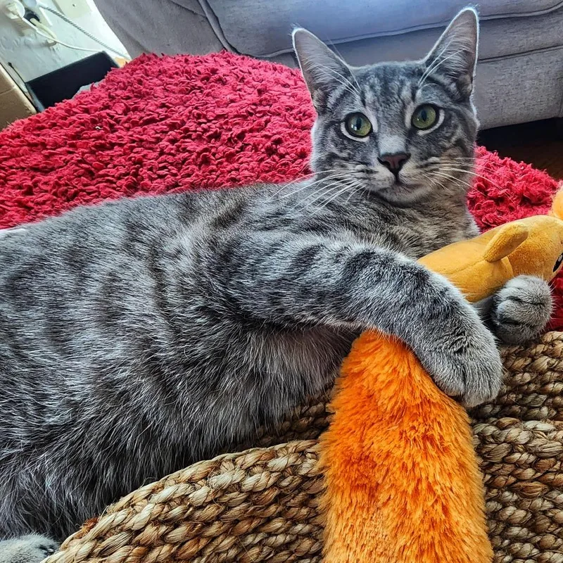 Top Banana thumbnail 3