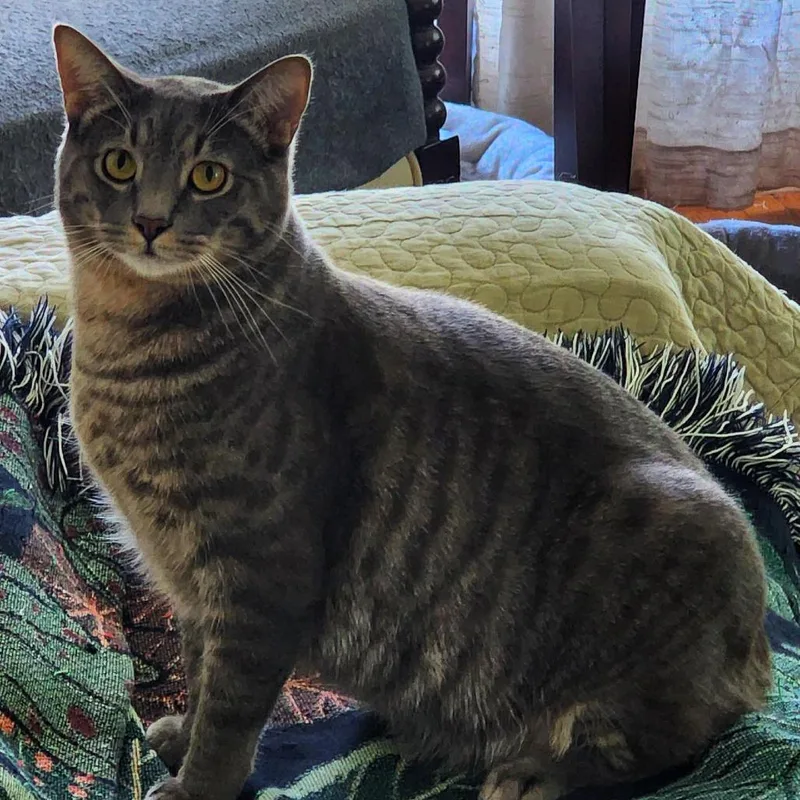 Top Banana thumbnail 4