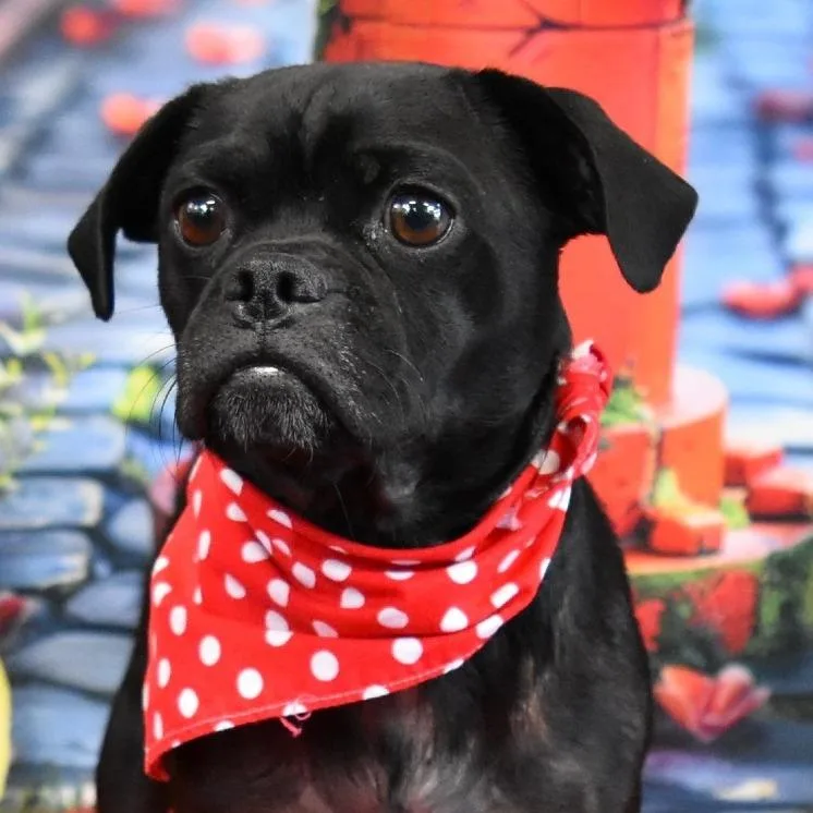 An adult small-sized female Black Pug dog named Peony for adoption in San Francisco, CA