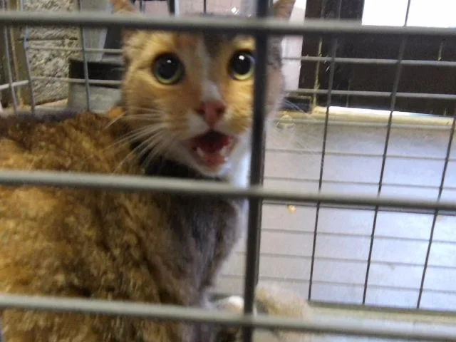 An adult large-sized female Domestic Short Hair cat named Temple for adoption in Tulsa, OK