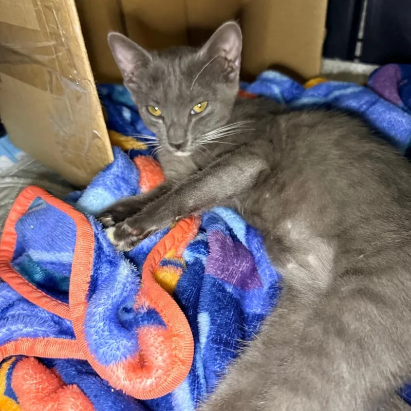 A baby small-sized female Gray / Blue / Silver Domestic Short Hair cat named Lyra for adoption in Long Beach, CA