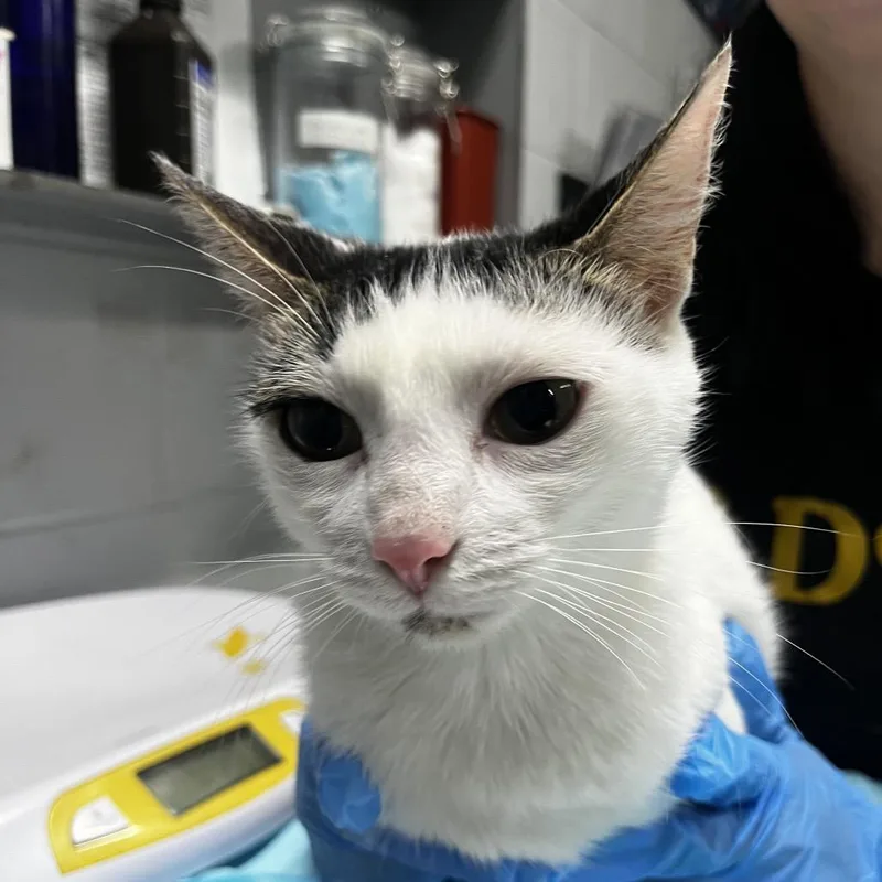 An adult medium-sized female White Domestic Short Hair cat named Kimmie for adoption in Summerville, SC