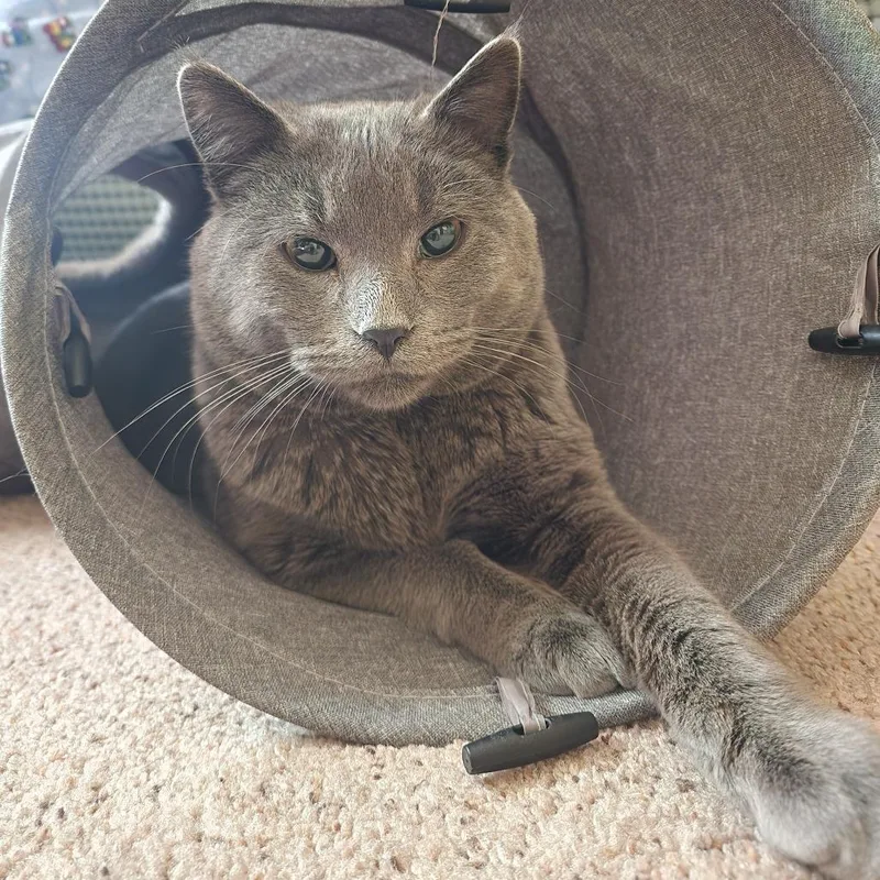 A young large-sized male Gray / Blue / Silver Domestic Short Hair cat named Dexter C for adoption in Princeton, MN