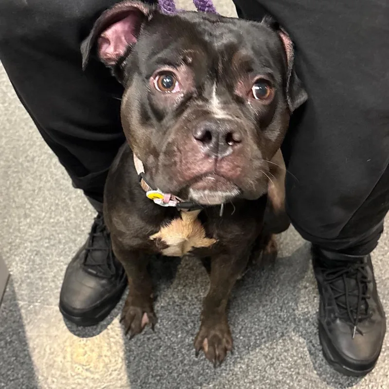 An adult medium-sized female Black Mixed Breed dog named Dora for adoption in Allentown, PA