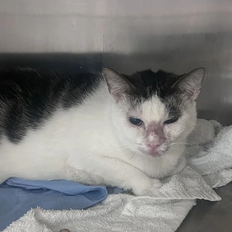 An adult large-sized female Black Domestic Short Hair cat named Screwdriver for adoption in Philadelphia, PA