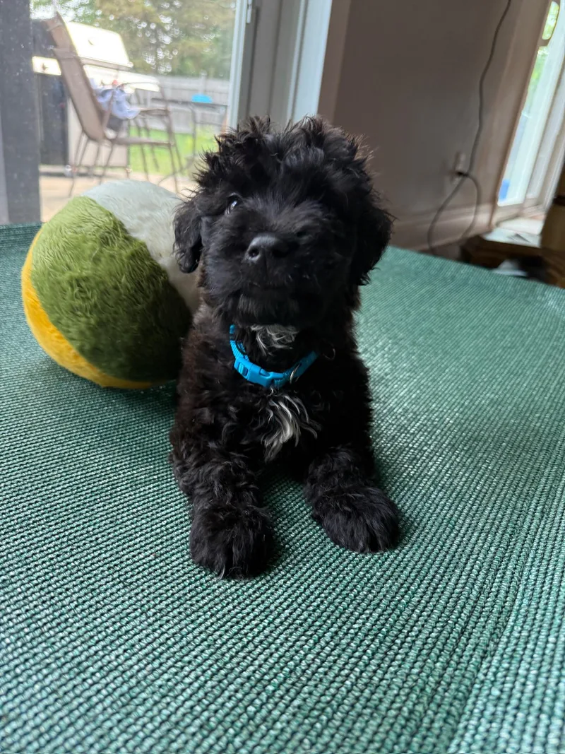 A baby small-sized male Black Mixed Breed dog named Guinness for adoption in Kenosha, WI