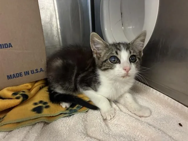 A baby medium-sized male Domestic Short Hair cat named Jojo for adoption in Salinas, CA