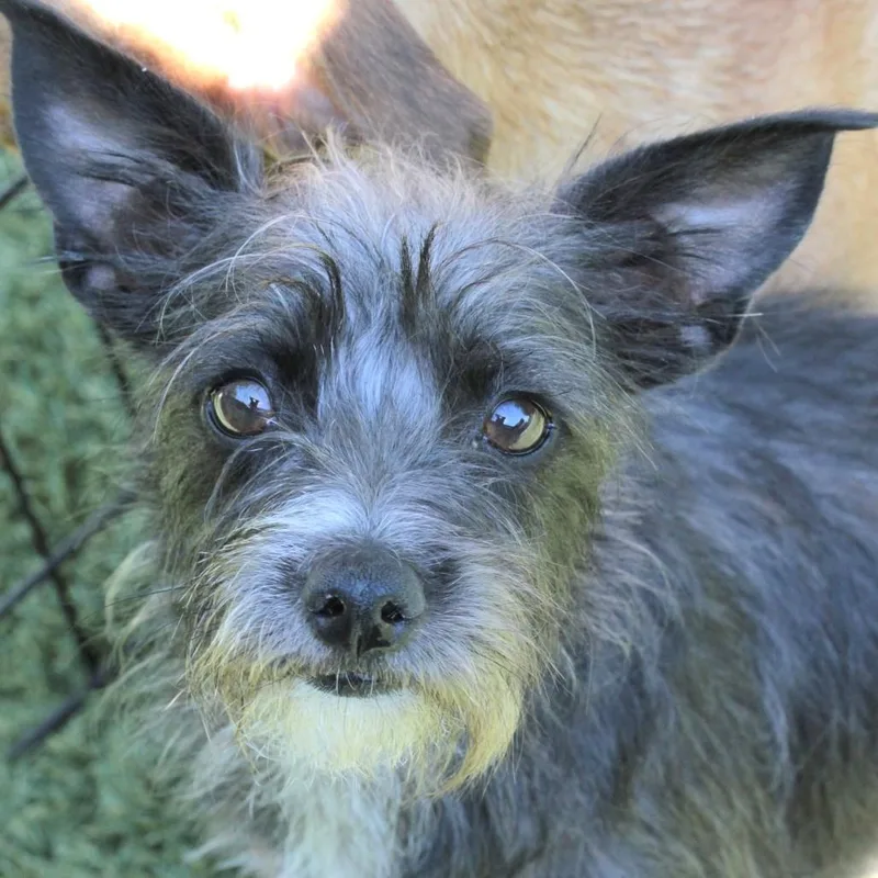 Pepper thumbnail 2