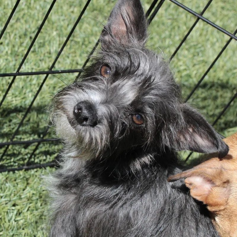 Pepper thumbnail 3