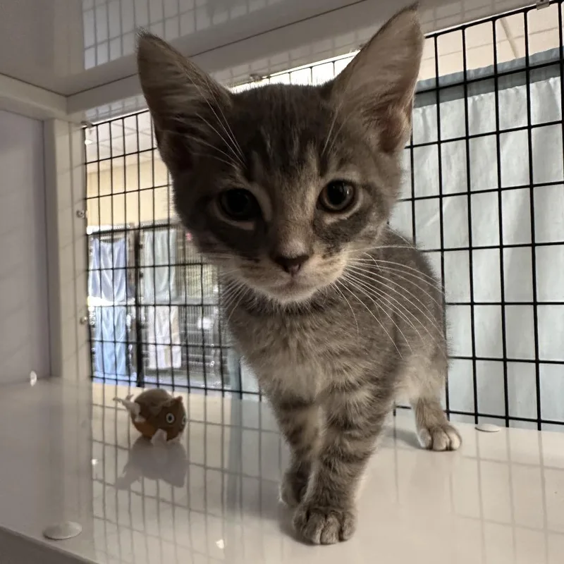 A baby small-sized male Domestic Short Hair cat named Luke for adoption in Sarasota, FL