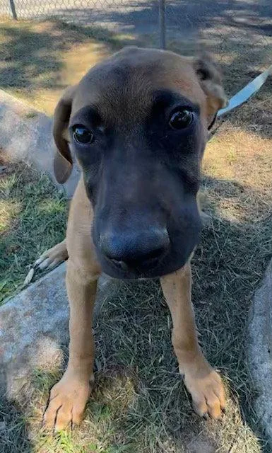 A young large-sized male Hound dog named Tuck for adoption in Tarrytown, GA