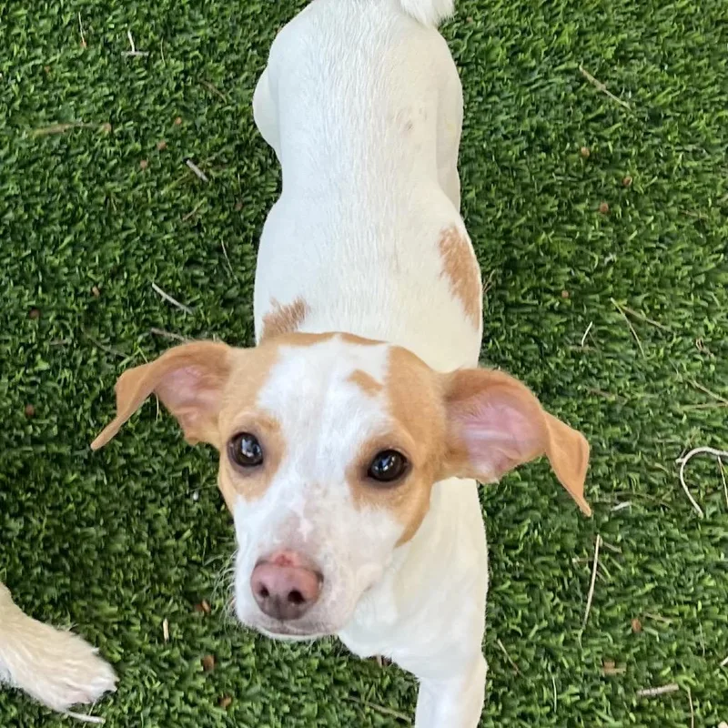 An adult small-sized female White / Cream Chihuahua dog named Linda Lou for adoption in Las Vegas, NV
