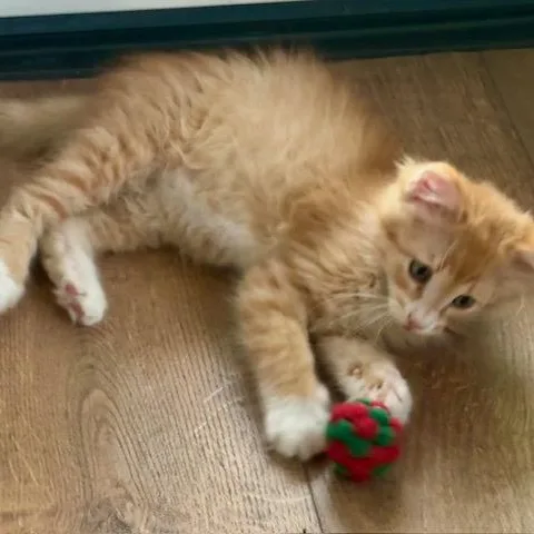 A baby small-sized male Tabby (Orange / Red) Domestic Long Hair cat named Murphy Miller for adoption in Morrison, CO