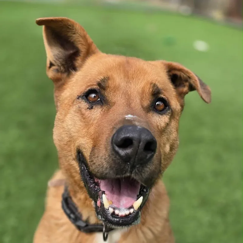 Scooby
