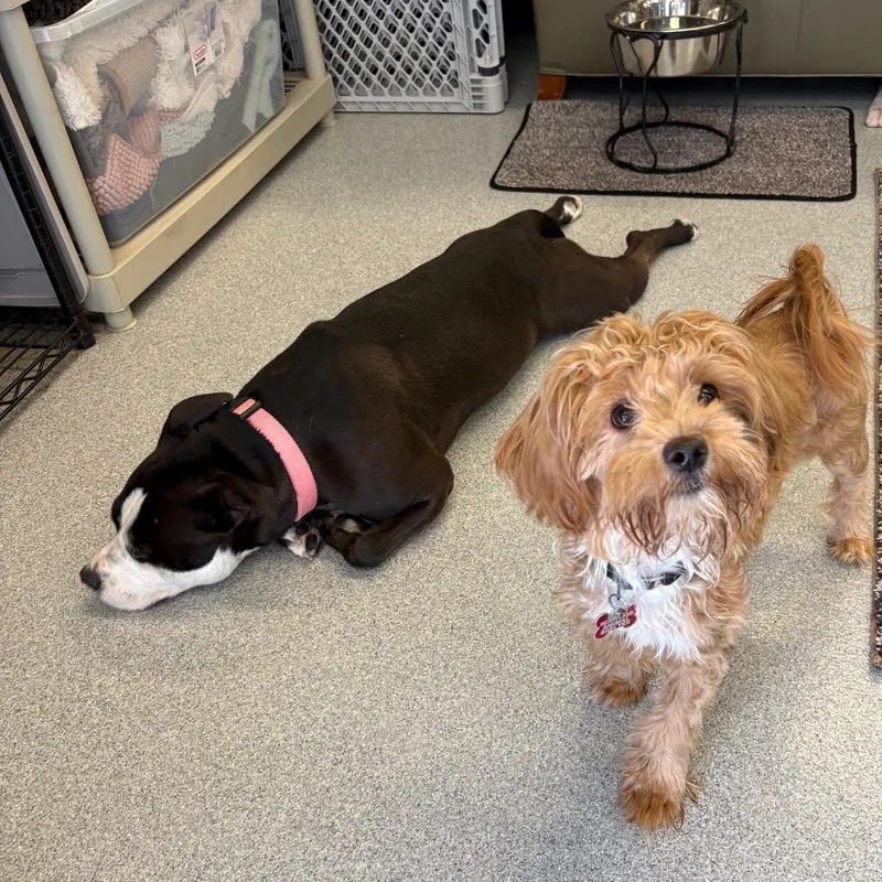 A young small-sized female Brown / Chocolate Miniature Poodle dog named Latke for adoption in Wheeling, IL