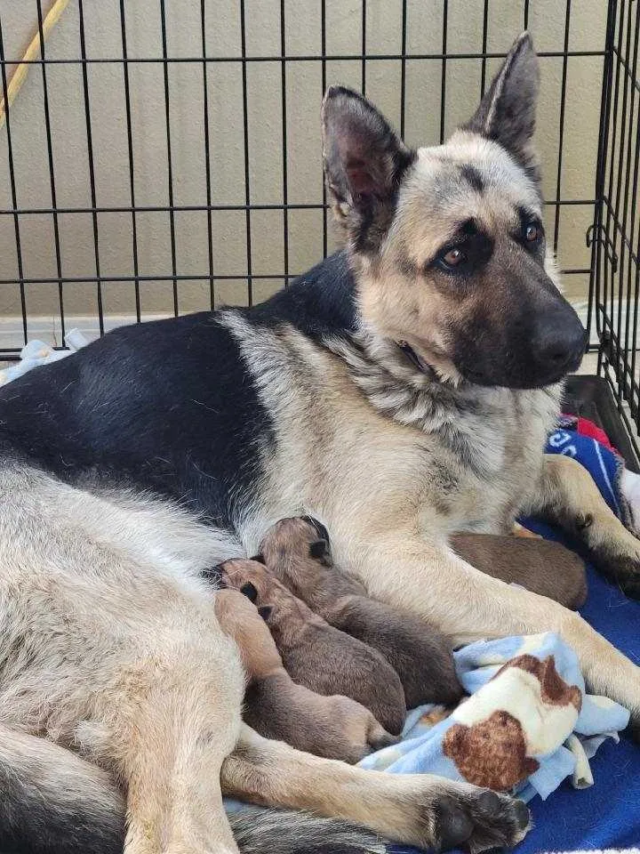 Cleopatra thumbnail 3