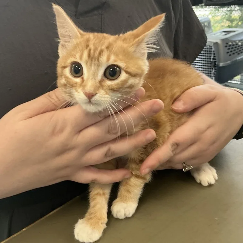 A baby small-sized female Orange / Red Domestic Long Hair cat named Colette for adoption in Montgomery, AL