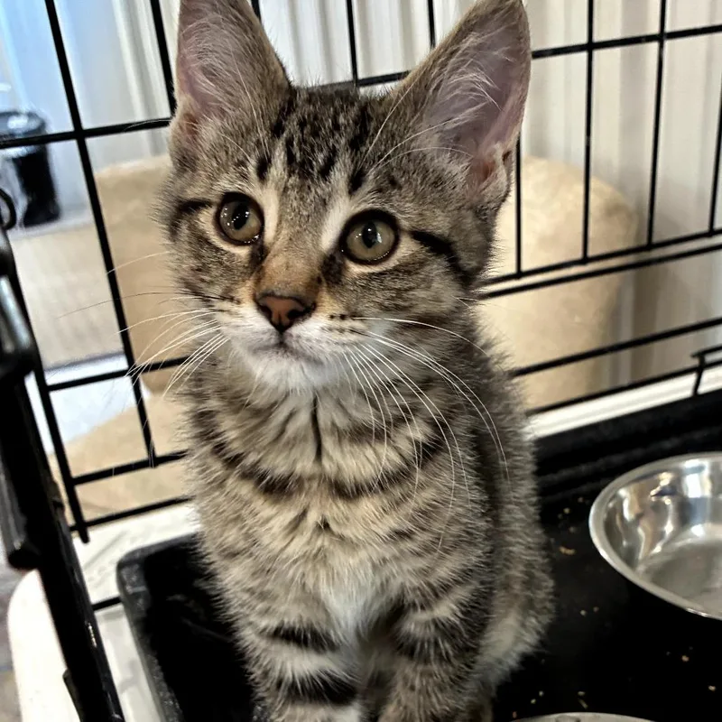 A baby small-sized female Brown / Chocolate Domestic Medium Hair cat named Mimi for adoption in Mondovi, WI