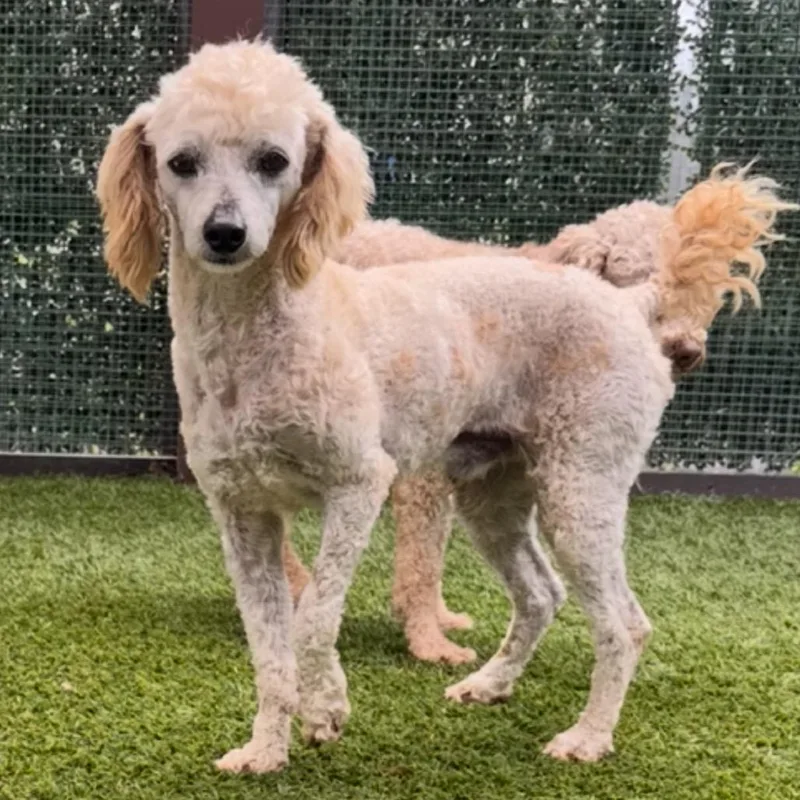 An adult small-sized male White / Cream Poodle dog named Dumpling for adoption in LOXAHATCHEE, FL