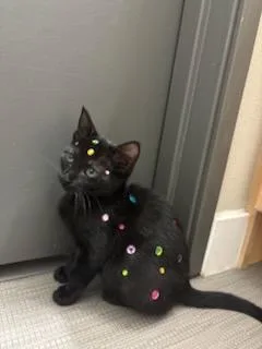 A baby medium-sized female Black Domestic Short Hair cat named Tiramisu for adoption in Albuquerque, NM