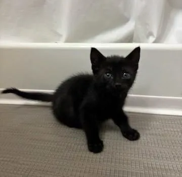 Tiramisu thumbnail 2