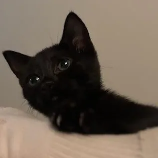 Tiramisu thumbnail 3