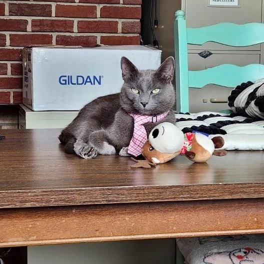 An adult small-sized male Gray / Blue / Silver Domestic Short Hair cat named Handsome Charles for adoption in Rocky Mount, VA