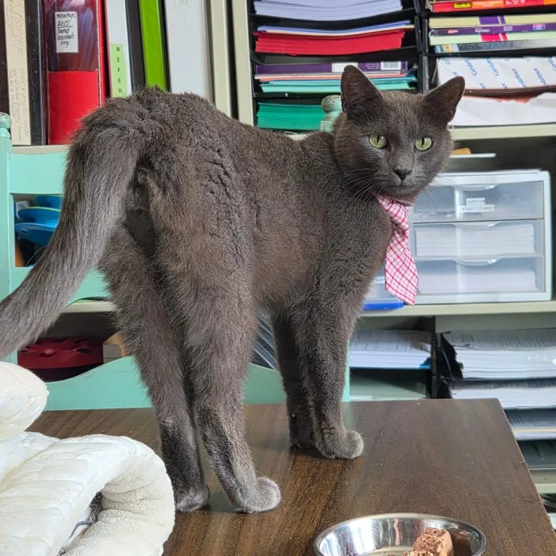 Handsome Charles thumbnail 2