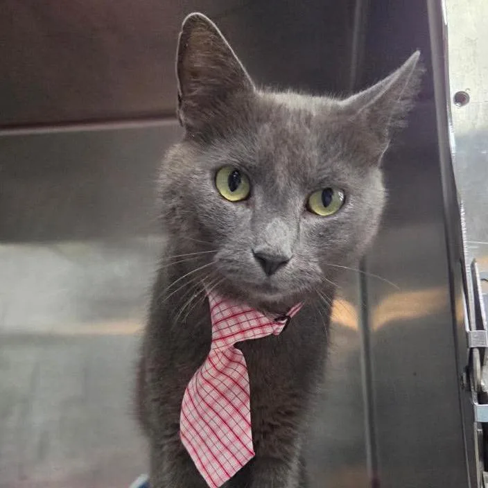 Handsome Charles thumbnail 3