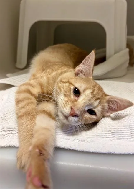 A baby small-sized male Domestic Short Hair cat named Ketchup for adoption in Statesville, NC