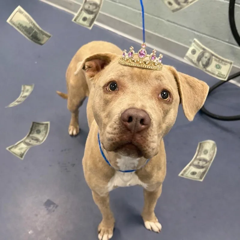 Cash Money thumbnail 6