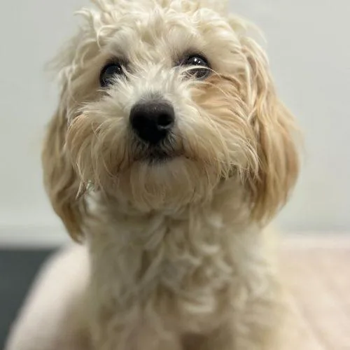 Old Spice thumbnail 2