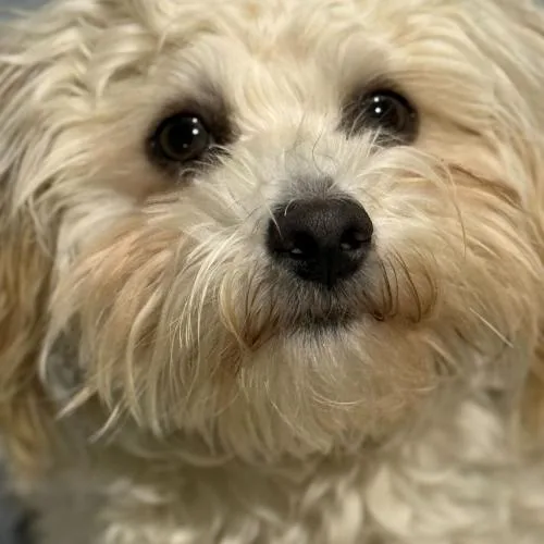 Old Spice thumbnail 3