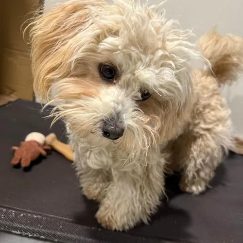 Old Spice thumbnail 4