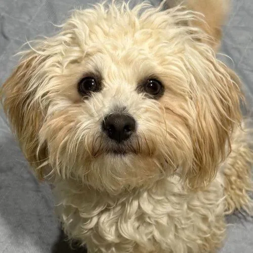 Old Spice thumbnail 5