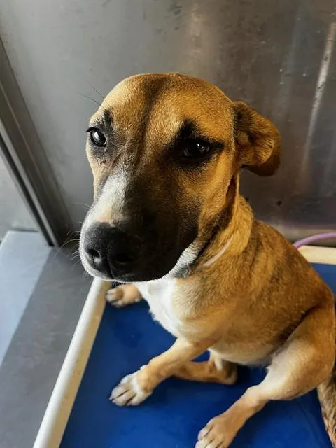 A young medium-sized female Pit Bull Terrier dog named Lydia for adoption in Downey, CA