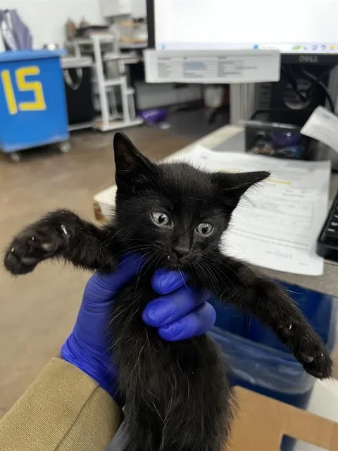 A baby medium-sized male Domestic Medium Hair cat named Max for adoption in Dallas, TX