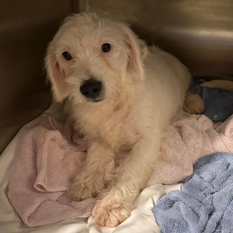 A baby small-sized male White / Cream West Highland White Terrier / Westie dog named Thistle for adoption in Breese, IL