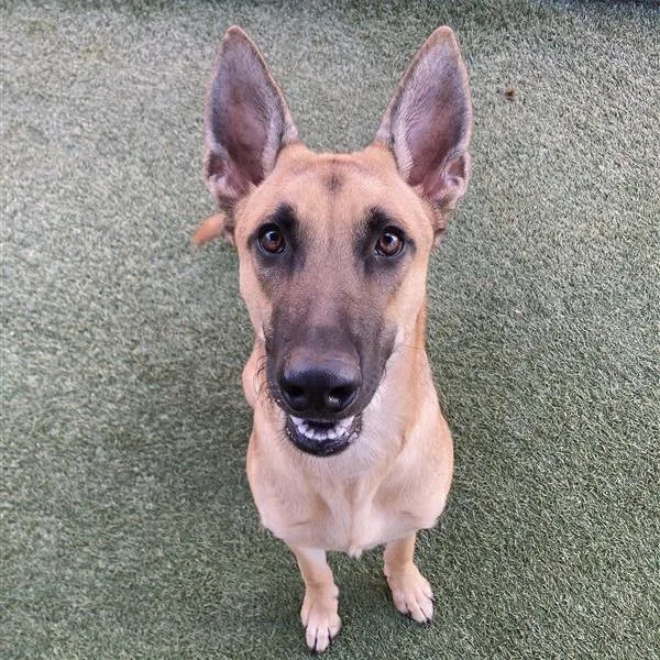A young medium-sized male Brown / Chocolate Shepherd dog named Grimm for adoption in Hawthorne, CA