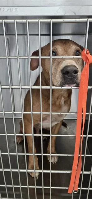 An adult small-sized male Boxer dog named Boss for adoption in Fayetteville, NC
