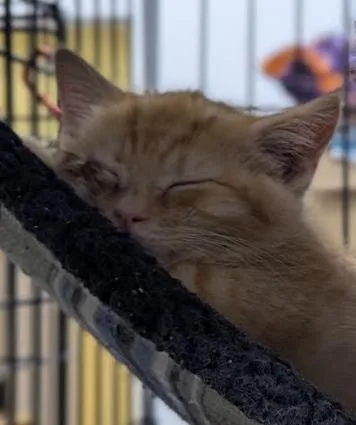 A baby medium-sized male Domestic Short Hair cat named Squinkie for adoption in St. Cloud, MN
