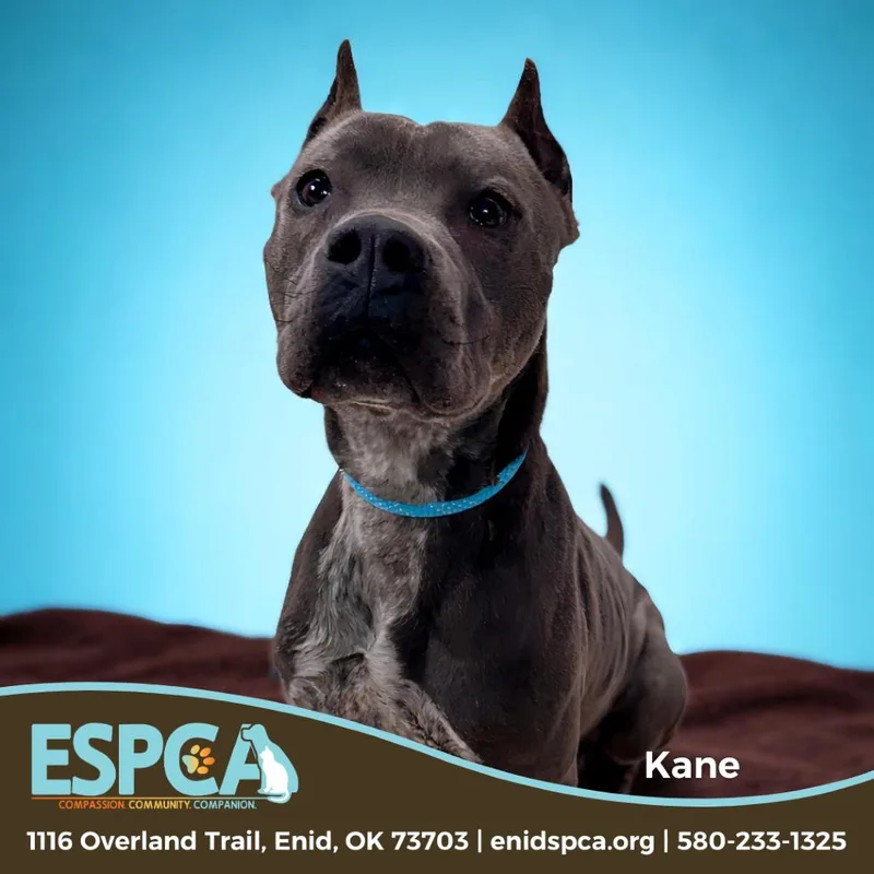 Kane