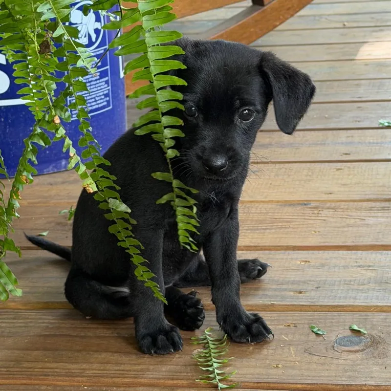 Polly