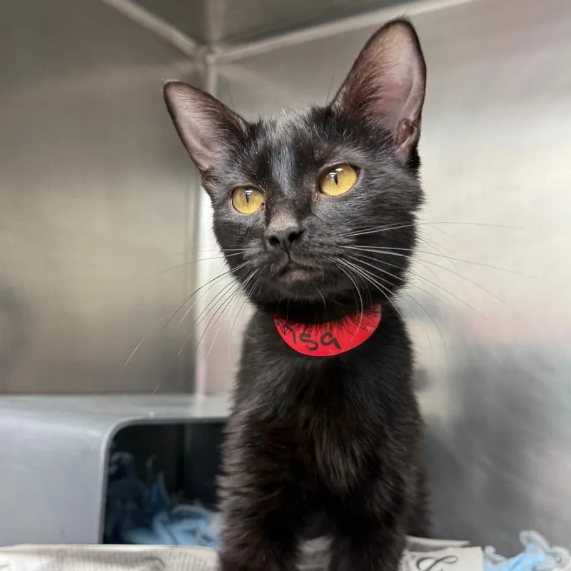 An adult medium-sized female Black Domestic Short Hair cat named Madison for adoption in Chicago, IL