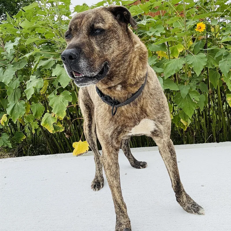An adult large-sized male Brindle Dutch Shepherd dog named Scout for adoption in Justin, TX