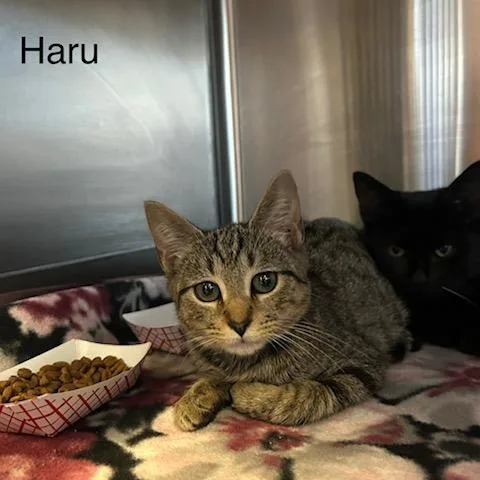 Haru